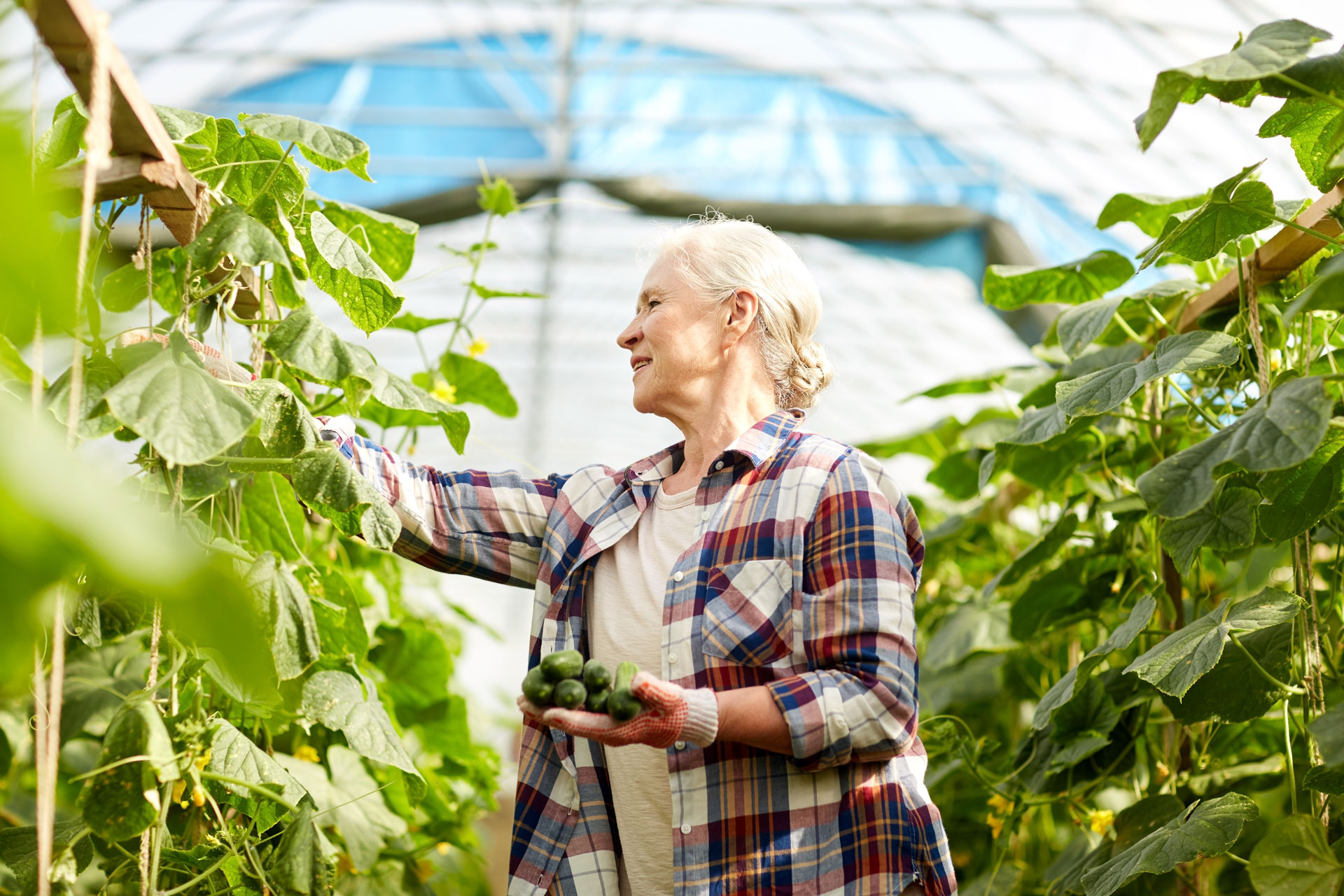 Lady picking fruit